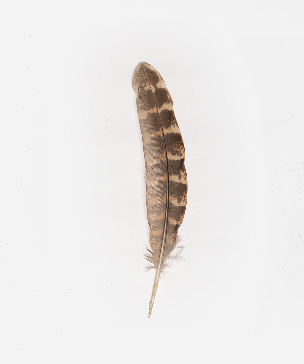 A brown and cream colored greater prairie chicken hat feather on a plain background #color_brown-cream