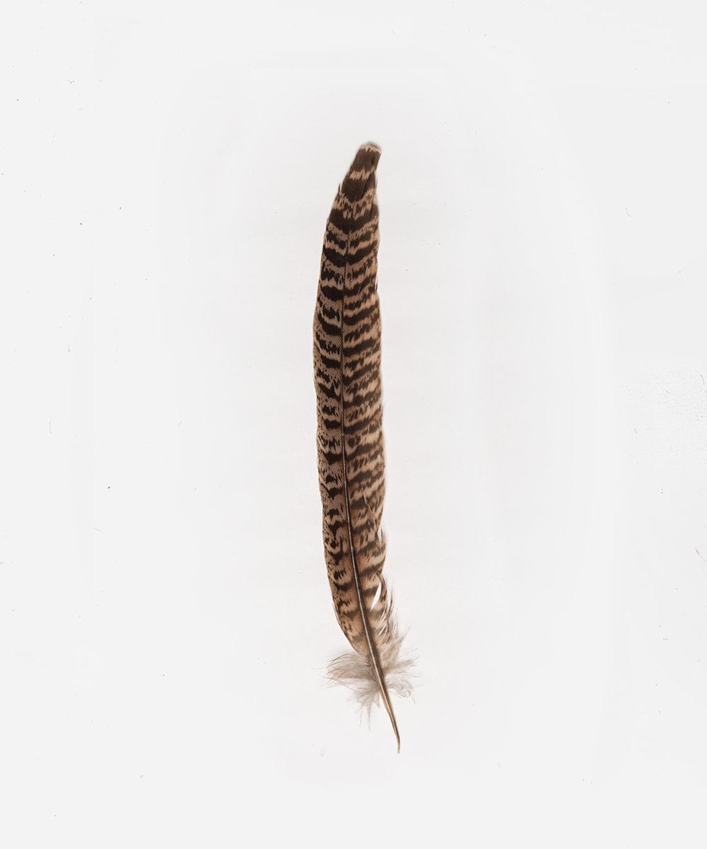 A brown female ringneck hat feather on a white background #colo_brown