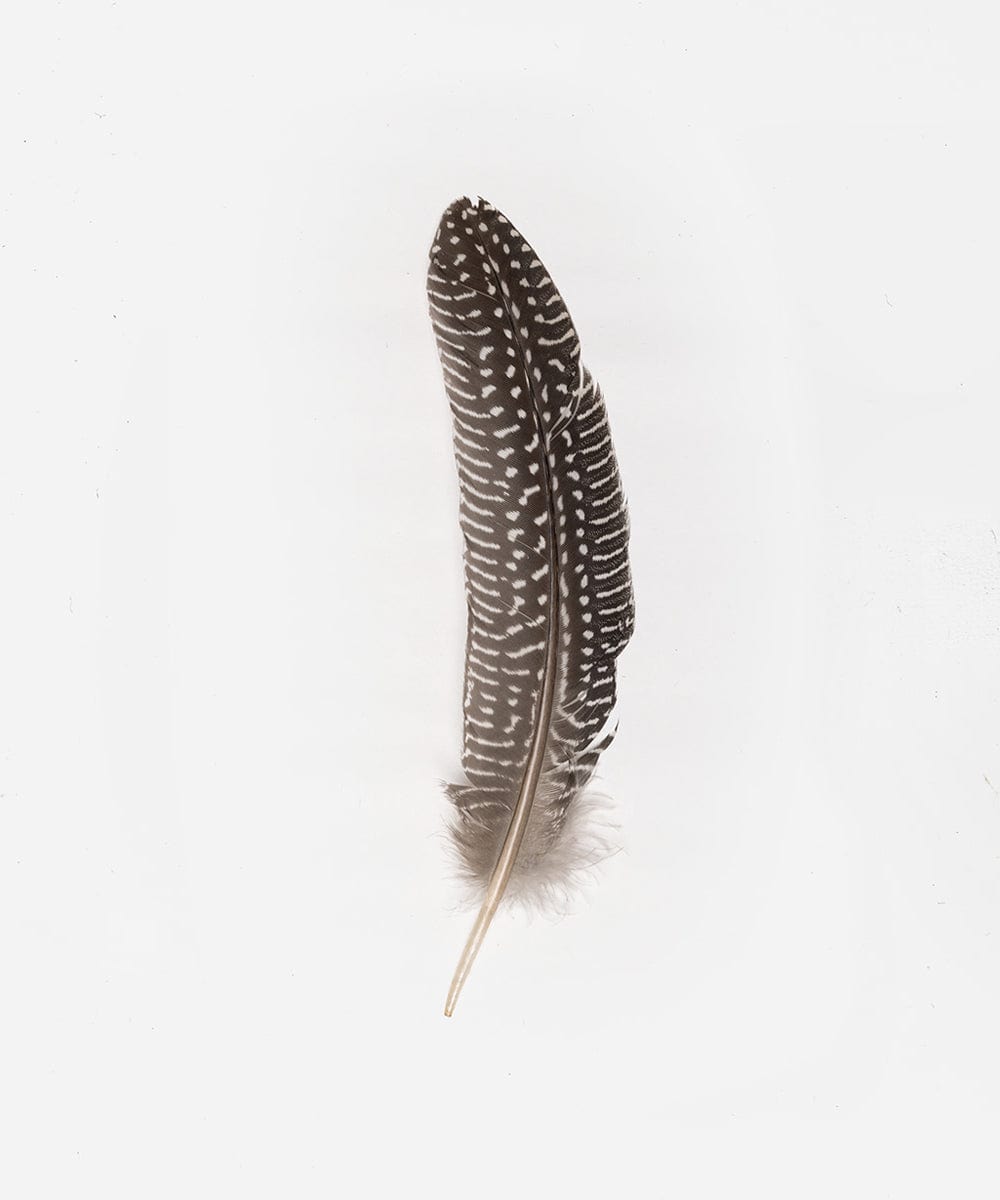 A dark brown hat feather on a plain background #color_dark brown