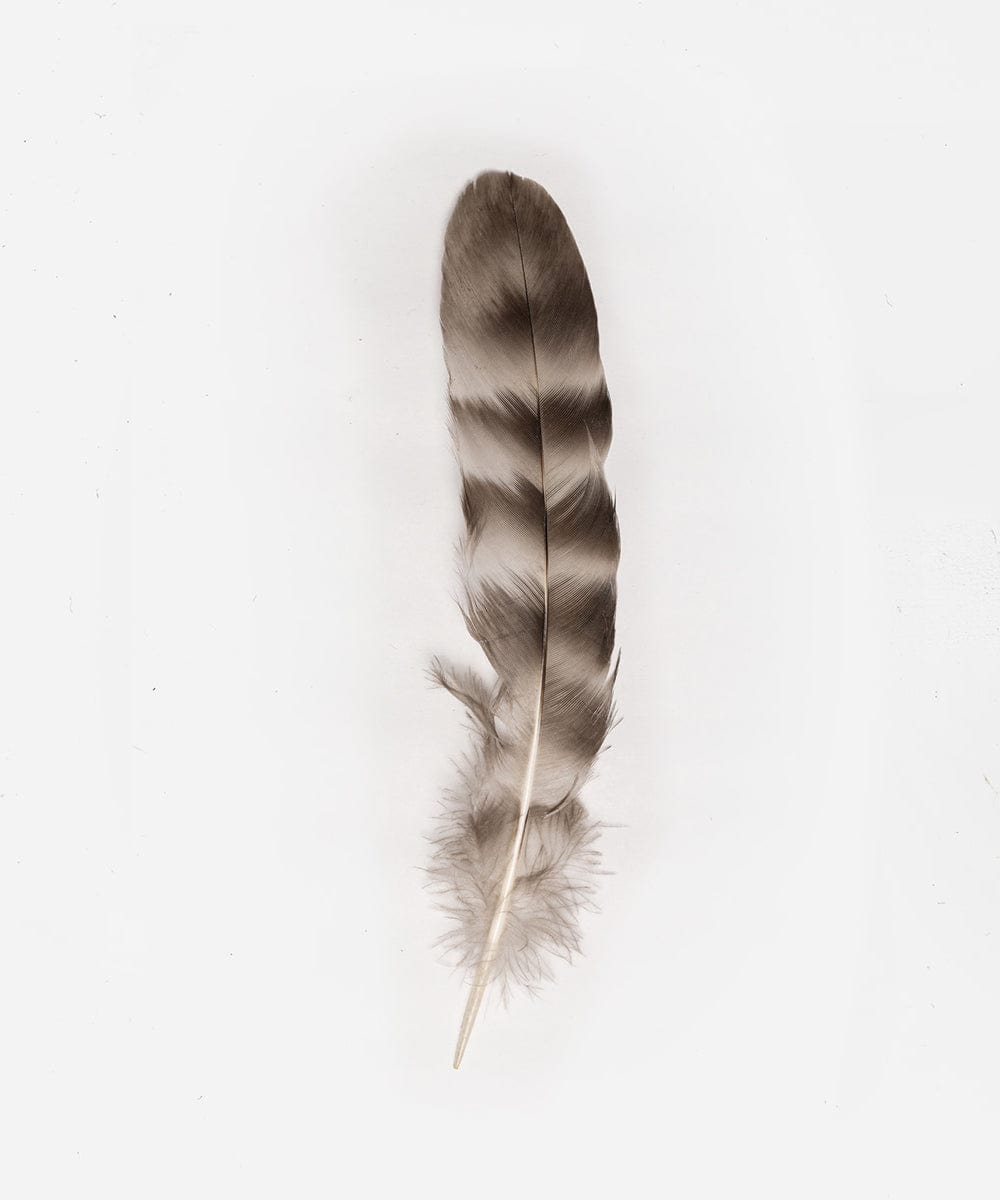 A natural grey chinchilla hat feather on a white background #color_grey
