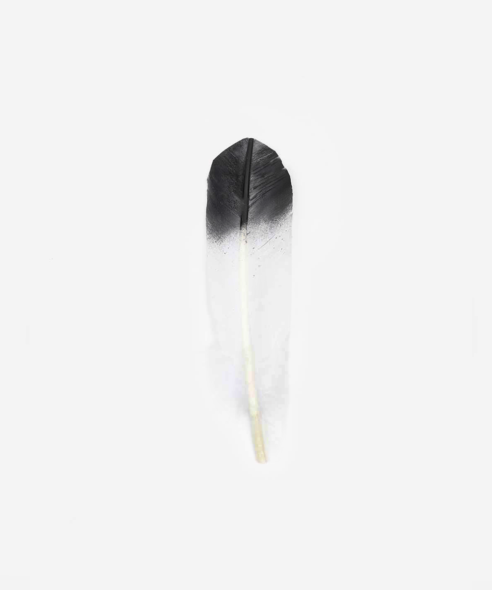 A white with black tip hat feather on a plain background #color_white-black