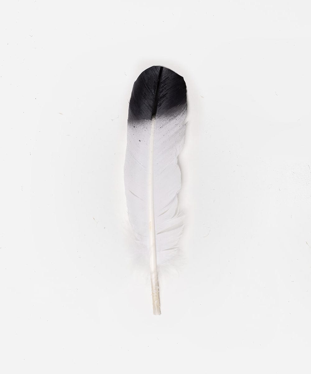 A white with black tip hat feather on a plain background #color_white-black