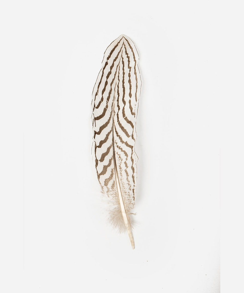 A white and dark brown colored hat feather on a white background #color_white-dark brown