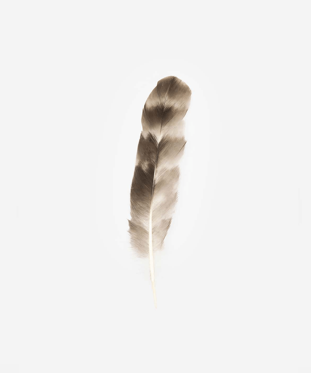 A natural grey chinchilla hat feather on a white background #color_grey