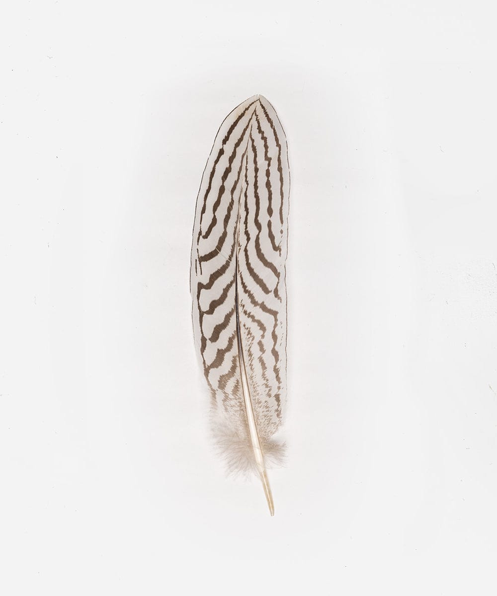 Silver Pheasant Tail Hat Feather display picture 1